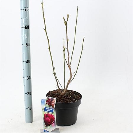 Magnolia 'Genie' Pot 5 Liter 60 - 80 cm
