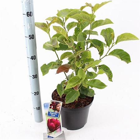 Magnolia 'Genie' Pot 5 Liter 60 - 80 cm
