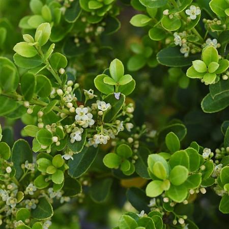 Ilex crenata 'Stokes' 60 - 70 cm Bolvorm