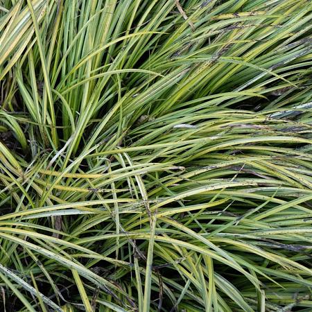Acorus gramineus 'Variegata' Pot 9 cm