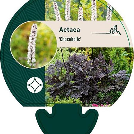 Actaea 'Chocoholic' Pot 9 cm