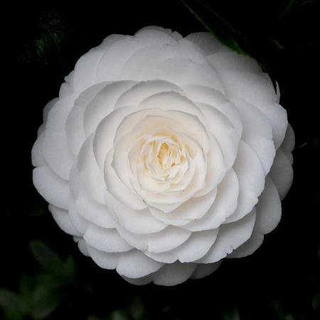 Camellia j. 'Nuccio's Gem' Pot 90 liter 150 - 175 cm Meerstammig