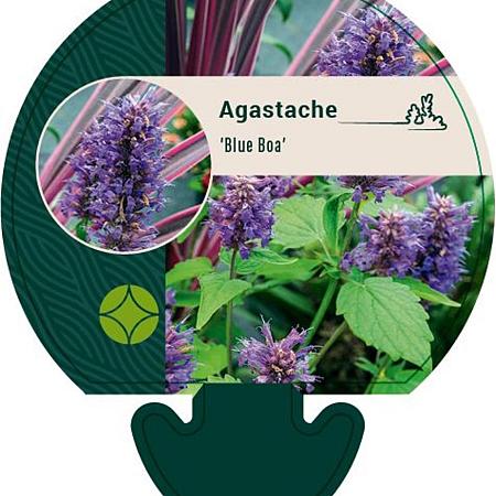 Agastache 'Blue Boa' Pot 9 cm