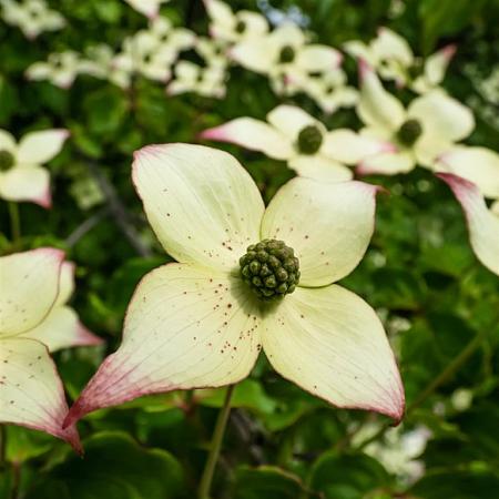 Cornus k. 'Milky Way' Pot 50 Liter 150 - 175 cm Meerstammig