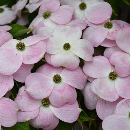 Cornus Stellar Pink Pot 130 liter 250 - 300 cm Meerstammig