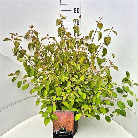 Cornus sang. 'Midwinter Fire' Pot 10 liter 60 - 80 cm