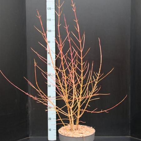 Cornus sang. 'Midwinter Fire' Pot 10 liter 60 - 80 cm