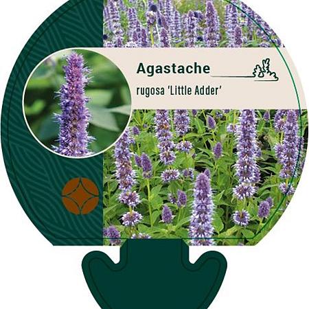 Agastache rugosa 'Little Adder' Pot 9 cm