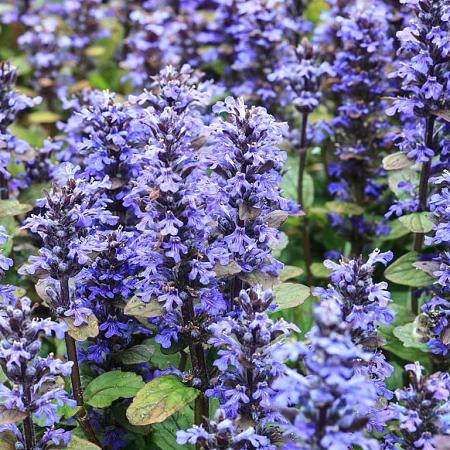 Ajuga reptans 'Chocolate Chip' Pot 9 cm