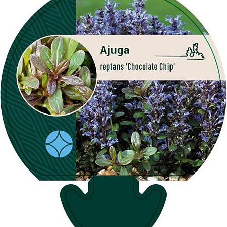 Ajuga reptans 'Chocolate Chip' Pot 9 cm