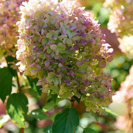 Hydrangea pan. Pinky Winky Pot 10 liter 80 - 100 cm