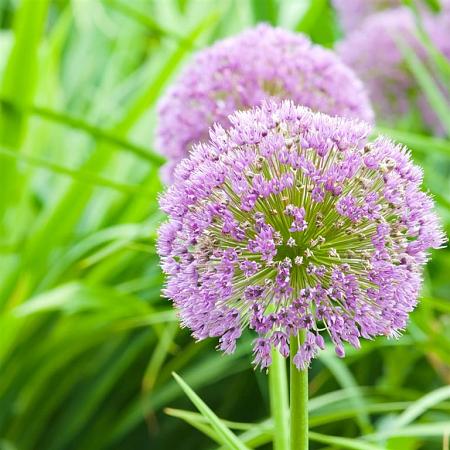 Allium 'Summer Beauty' Pot 9 cm