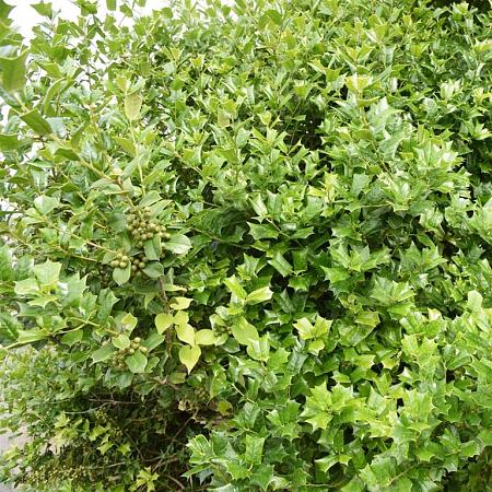 Osmanthus heterophyllus Pot 350 liter 250 - 300 cm Meerstammig