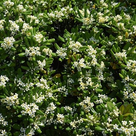 Pittosporum tobira Pot 110 liter 200 - 250 cm Meerstammig
