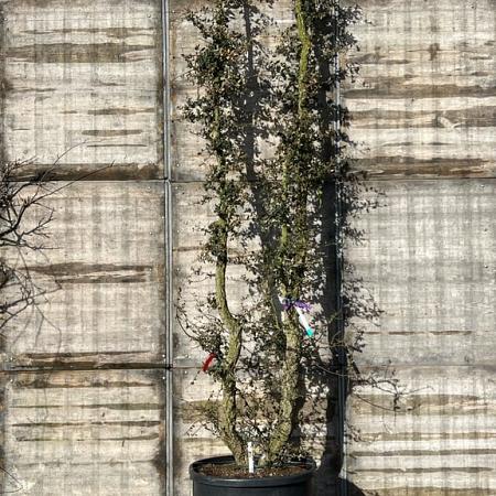 Quercus suber Pot 230 Liter 350 - 400 cm Meerstammig