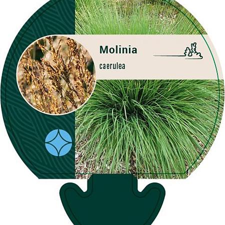 Molinia caerulea Pot 9 cm