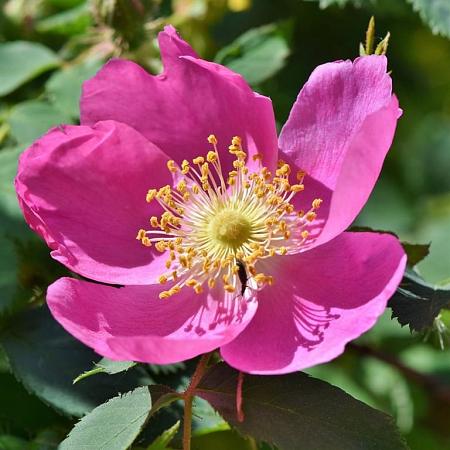 Anemone lesseri 'Spring Beauty Pink' Pot 9 cm