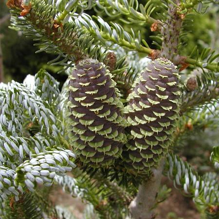 Abies k. 'Silberlocke' Pot 5 Liter 
