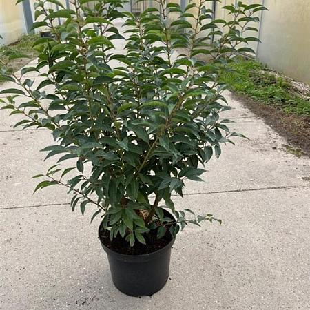 Prunus l. 'Angustifolia' Pot 10 liter 80 - 100 cm