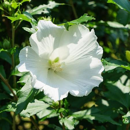 Hibiscus syr. 'Diana' Kluit 125 - 150 cm