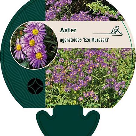 Aster ageratoides 'Ezo Murazaki' Pot 9 cm