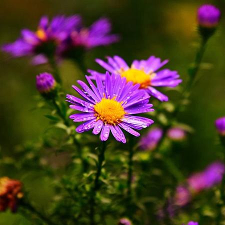 Aster ageratoides 'Ezo Murazaki' Pot 9 cm
