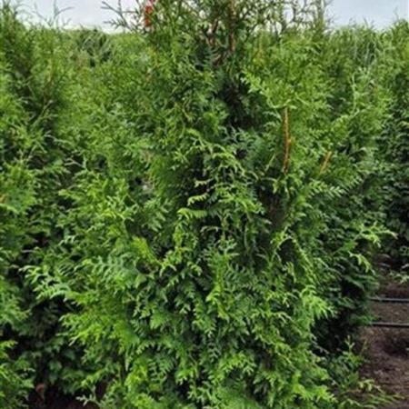 Thuja pl. 'Excelsa' Kluit 175 - 200 cm