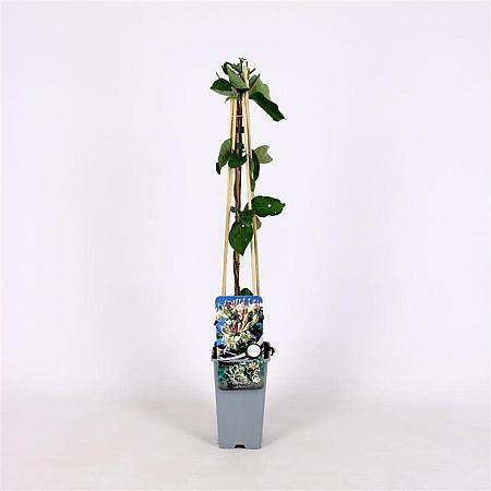Lonicera caprifolium Pot 2 Liter