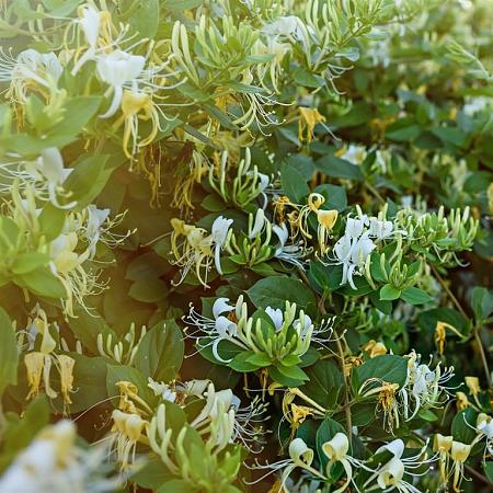 Lonicera jap. 'Halliana' Pot 2 Liter80 - 100 cm
