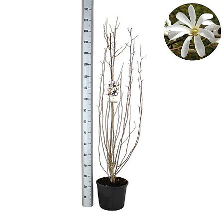 Magnolia kobus Pot 12 liter 125 - 150 cm