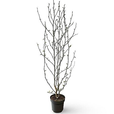Magnolia kobus Pot 12 liter 125 - 150 cm