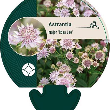 Astrantia maj. 'Rosa Lee' Pot 9 cm