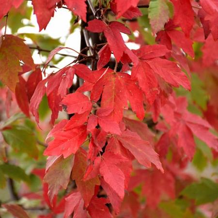 Acer griseum 200 - 250 cm Meerstammig