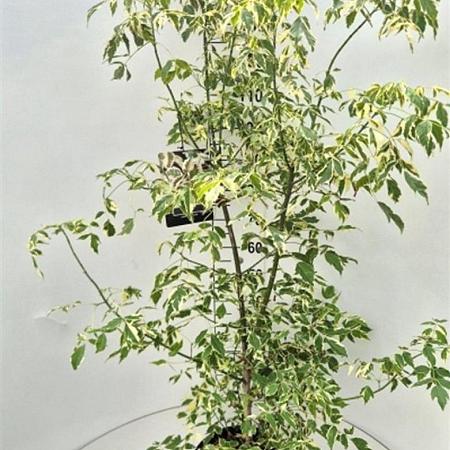 Acer negundo 'Variegatum' Pot 10 liter 150 - 175 cm