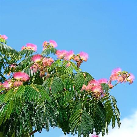 Albizia julibrissin 350 - 400 cm Meerstammig