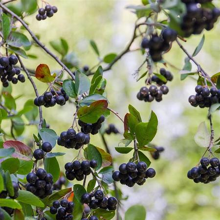 Aronia melanocarpa 'Hugin' Pot 5 Liter 50 - 60 cm
