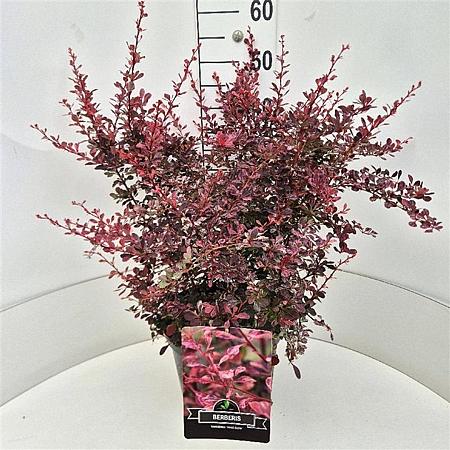 Berberis thunb. 'Rose Glow' Pot 10 liter 50 - 60 cm