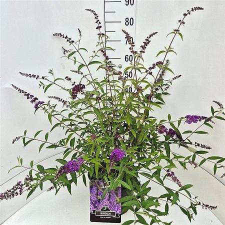 Buddleja d. 'Ile de France' Pot 10 liter 100 - 125 cm