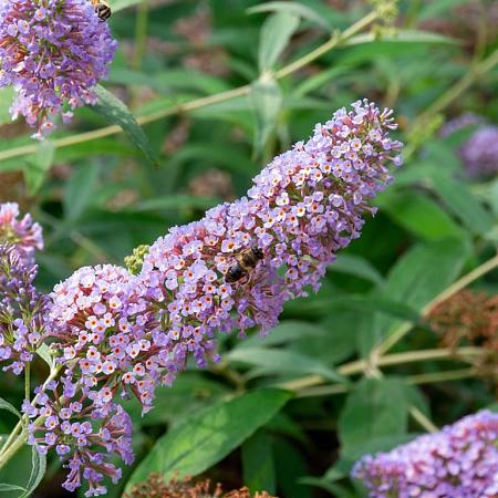 Buddleja d. 'Ile de France' Pot 10 liter 80 - 100 cm