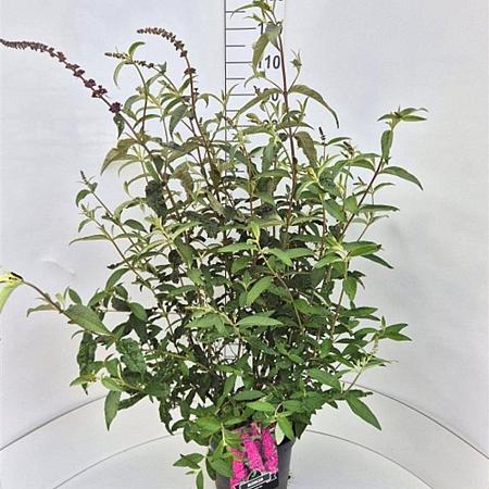 Buddleja d. 'Royal Red' Pot 10 liter 80 - 100 cm