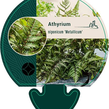 Athyrium niponicum 'Metallicum' Pot 9 cm