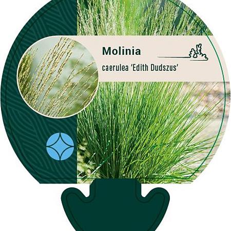 Molinia caerulea 'Edith Dudszus' Pot 9 cm