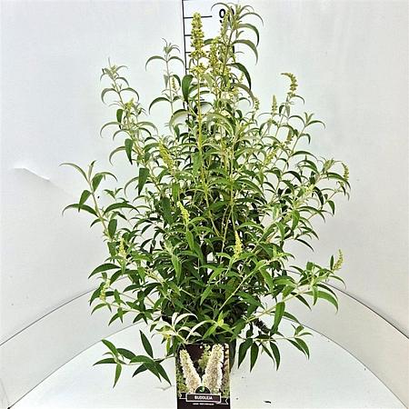 Buddleja d. 'White Profusion' Pot 10 liter 80 - 100 cm