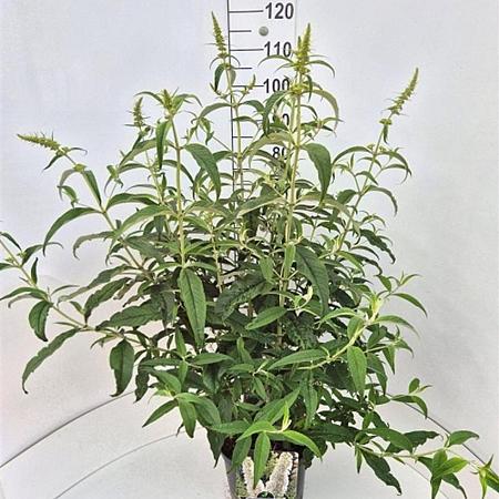 Buddleja d. 'White Profusion' Pot 10 liter 80 - 100 cm