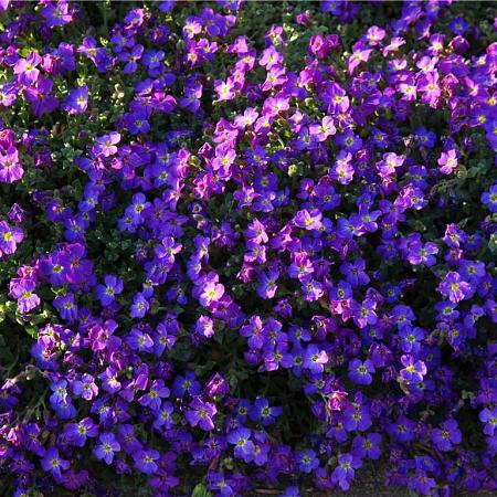 Aubrieta 'Kitte' Pot 9 cm