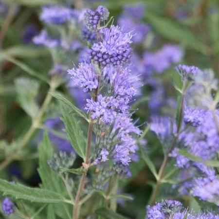 Caryopteris cland. Grand Bleu Pot 10 liter 40 - 50 cm