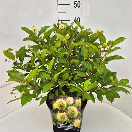 Cephalanthus occidentalis Pot 10 liter