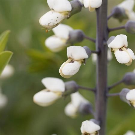 Baptisia 'Vanilla Cream' Pot 9 cm