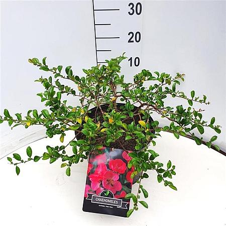 Chaenomeles sup. Pink Trail Pot 10 liter