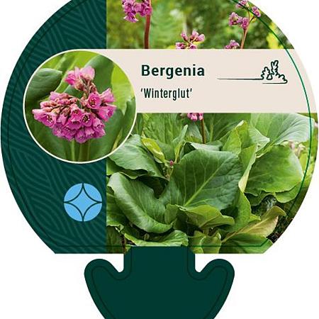Bergenia 'Winterglut' Pot 9 cm
